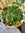 Wholegrain Spelt Salad with Greens & Pesto Dressing